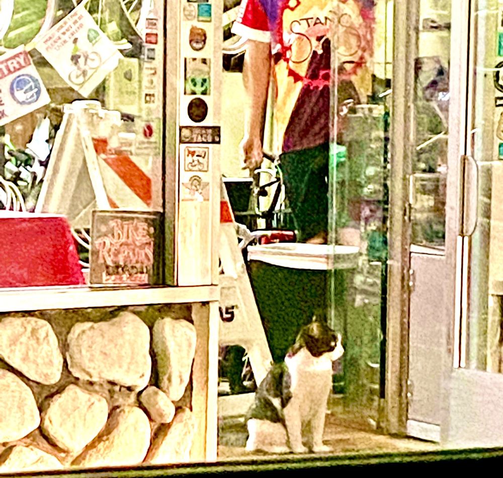 The shop cat in the window at Stan's Bike Shop
